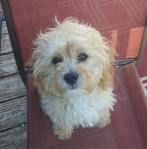 Meet your Posher, Cindi